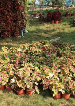 Contact Gokul's Flowers Park